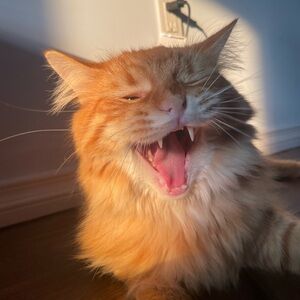 Meet your Posher, Anika